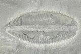 Plate of Ordovician Graptolite Fossils - Utah #251550-1